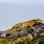 Pagekón riasnatý - XP123 (Correlophus ciliatus, samček)