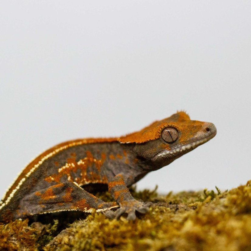 CAPPUCINO - Pagekón řasnatý - XP257 (Correlophus ciliatus, samec)