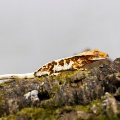 Pagekón riasnatý - XP101 (Correlophus ciliatus, samček)