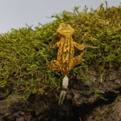 Pagekon řasnatý - XP235 (Correlophus ciliatus, sameček)