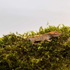 CAPPUCINO - Pagekón řasnatý - XP237 (Correlophus ciliatus, samička)