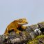 Pagekón riasnatý - XP125 (Correlophus ciliatus, samička)