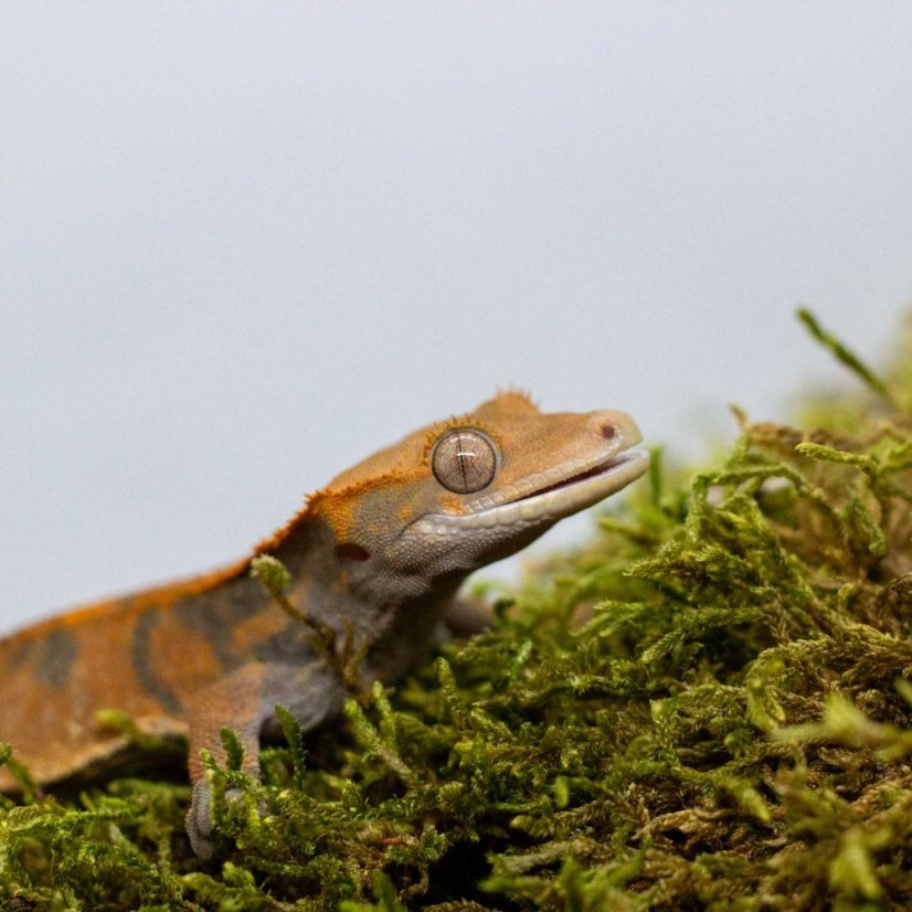 CAPPUCINO - Pagekón řasnatý - XP213 (Correlophus ciliatus, samička)