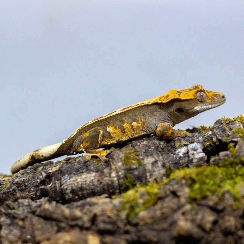 Pagekón riasnatý - XP124 (Correlophus ciliatus, samička)