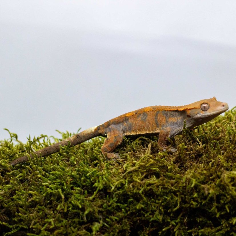CAPPUCINO - Pagekón řasnatý - XP213 (Correlophus ciliatus, samička)