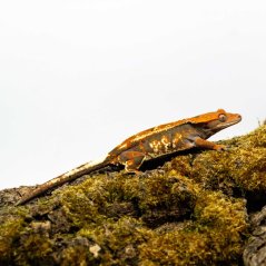 CAPPUCINO - Pagekón riasnatý - XP229 (Correlophus ciliatus, samička)