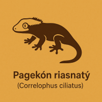 Pagekóny na predaj
