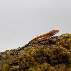 CAPPUCINO - Pagekón riasnatý - XP256 (Correlophus ciliatus, samička)