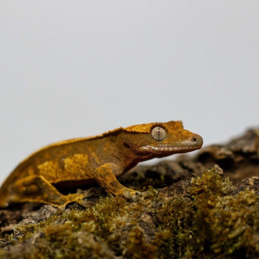 Pagekón riasnatý - XP252 (Correlophus ciliatus, samička)