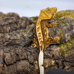 Pagekón riasnatý - XP092 (Correlophus ciliatus, samček)