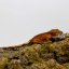 DALMATIAN - Pagekón řasnatý - XP263 (Correlophus ciliatus, samička)