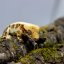 Pagekón riasnatý - XP117 (Correlophus ciliatus, samička)