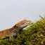 CAPPUCINO - Pagekón řasnatý - XP213 (Correlophus ciliatus, samička)