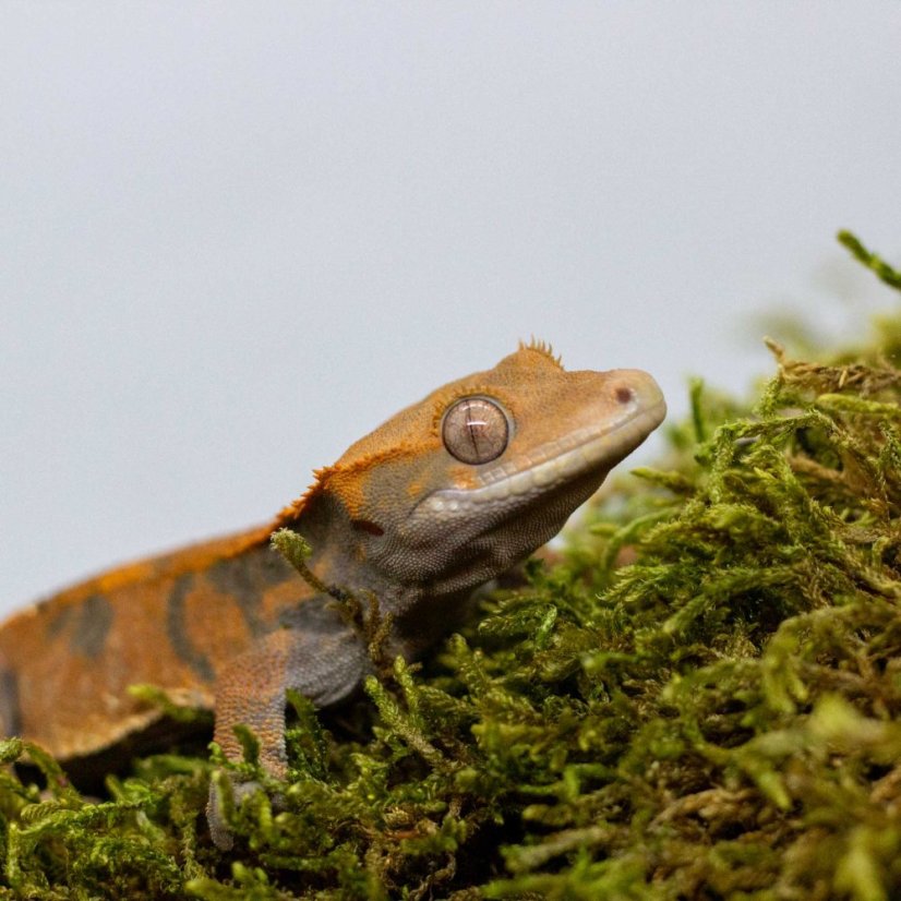 CAPPUCINO - Pagekón řasnatý - XP213 (Correlophus ciliatus, samička)