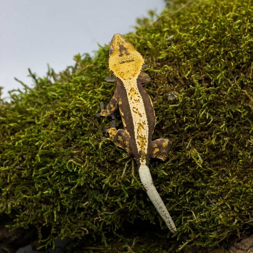 Pagekón riasnatý - XP190 (Correlophus ciliatus, samička)