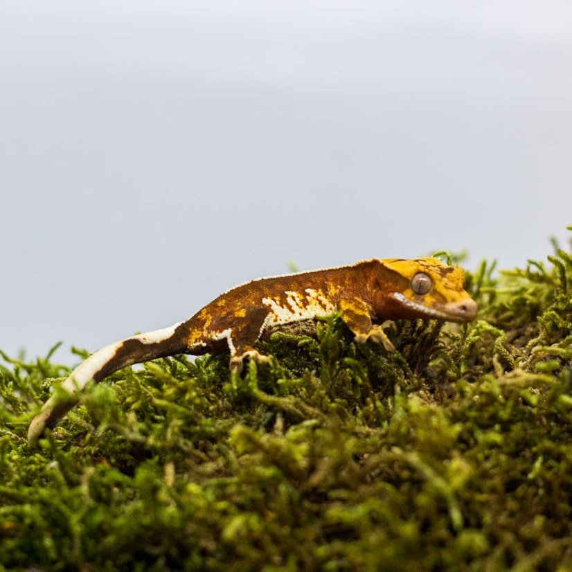 Pagekón riasnatý - XP233 (Correlophus ciliatus, samička)