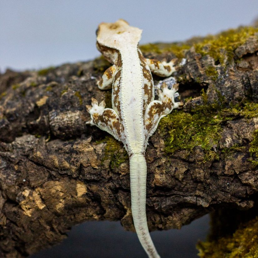 Pagekón riasnatý - XP099 (Correlophus ciliatus, samček)