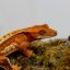 CAPPUCINO - Pagekón řasnatý - XP258 (Correlophus ciliatus, samička)