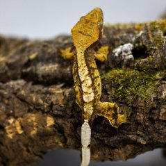 Pagekón riasnatý - XP095 (Correlophus ciliatus, samček)