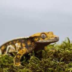 Pagekón řasnatý - XP206 (Correlophus ciliatus, samička)