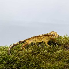 Pagekón riasnatý - XP179 (Correlophus ciliatus, samček)
