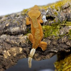 Pagekón riasnatý - XP111 (Correlophus ciliatus, samička)