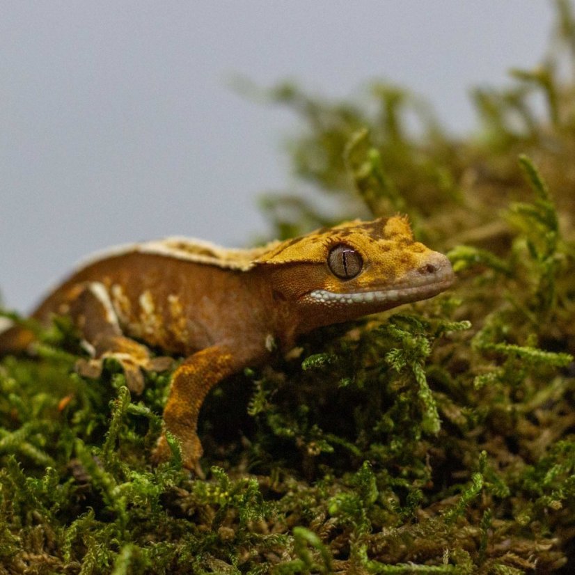 Pagekón riasnatý - XP240 (Correlophus ciliatus, samček)