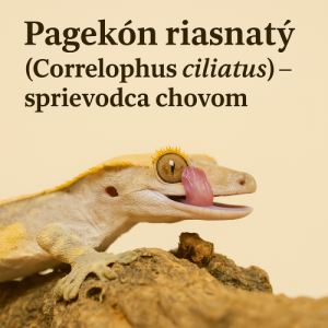 Pagekón riasnatý (Correlophus ciliatus) - sprievodca chovom