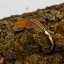 CAPPUCINO - Pagekón řasnatý - XP257 (Correlophus ciliatus, samec)