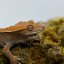 CAPPUCINO - Pagekón riasnatý - XP246 (Correlophus ciliatus, samička)