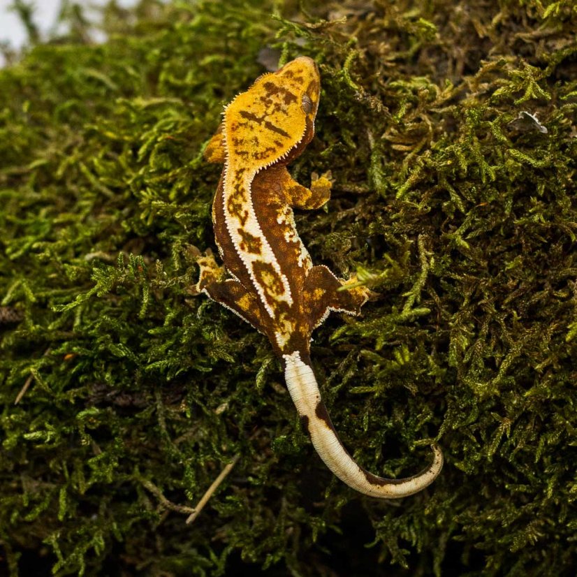 Pagekón riasnatý - XP233 (Correlophus ciliatus, samička)