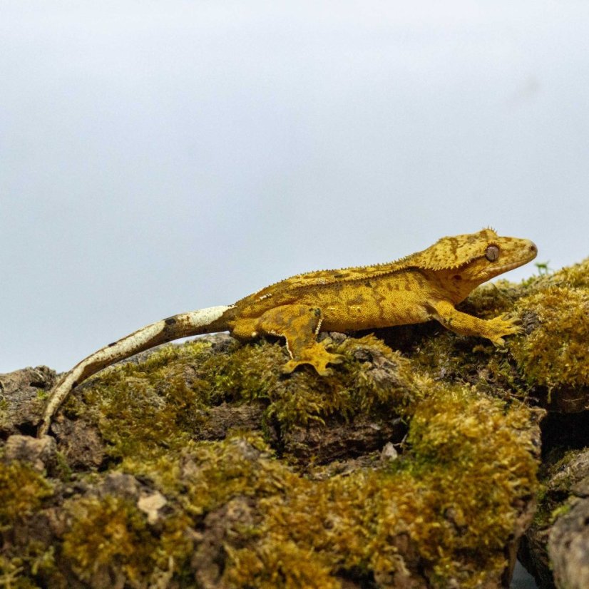 Pagekon řasnatý - XP235 (Correlophus ciliatus, sameček)