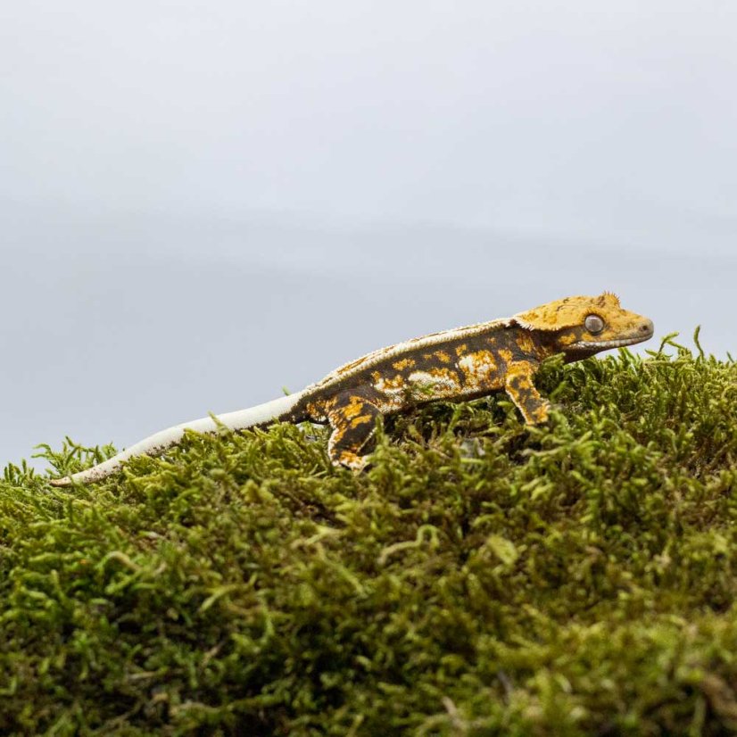 Pagekón riasnatý - XP206 (Correlophus ciliatus, samička)