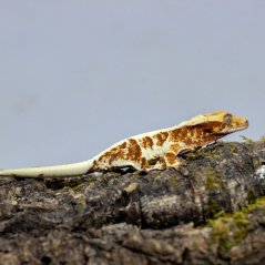 Pagekón riasnatý - XP117 (Correlophus ciliatus, samička)