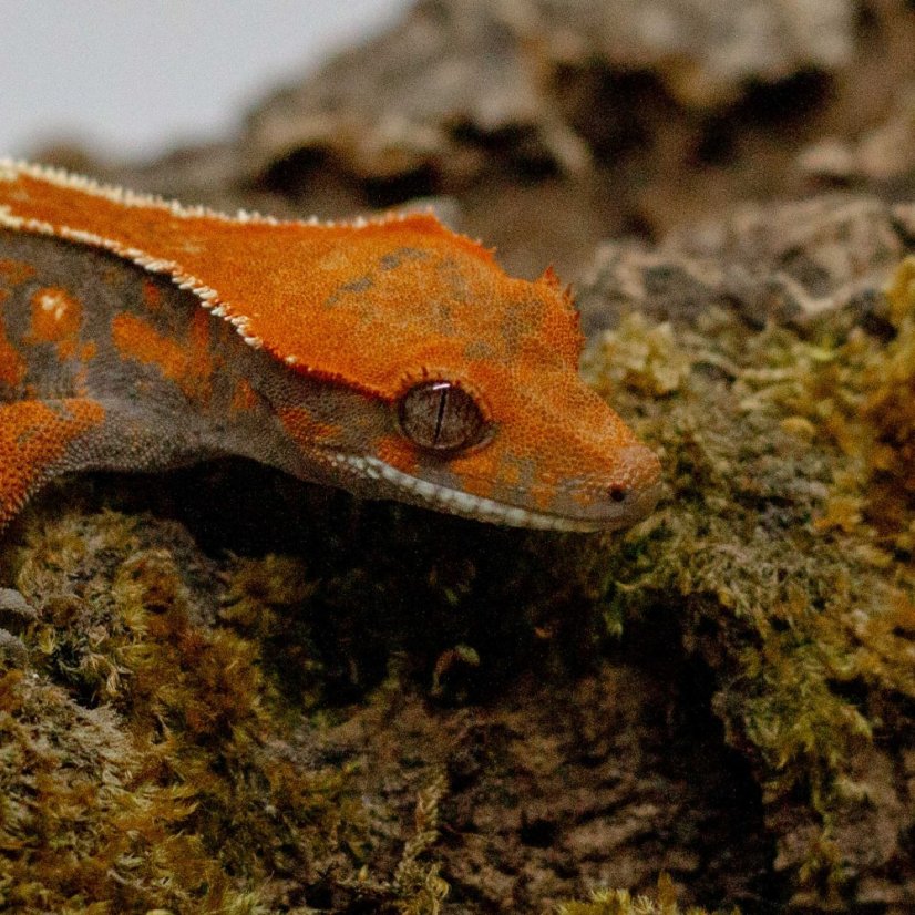 CAPPUCINO - Pagekón riasnatý - XP256 (Correlophus ciliatus, samička)