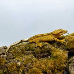Pagekón riasnatý - XP235 (Correlophus ciliatus, samček)