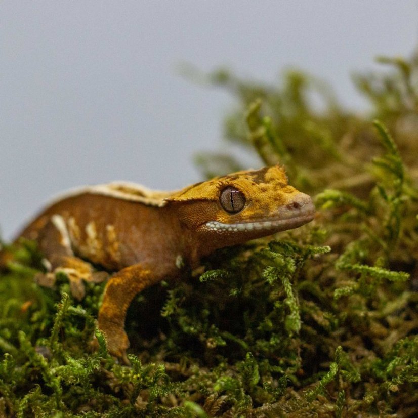 Pagekón riasnatý - XP240 (Correlophus ciliatus, samček)
