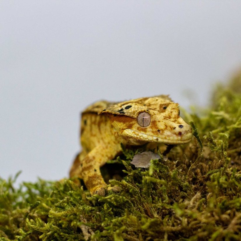 Pagekon řasnatý - XP179 (Correlophus ciliatus, sameček)