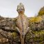Pagekón hrbolkohlavý - H002 (Rhacodactylus auriculatus, samička)