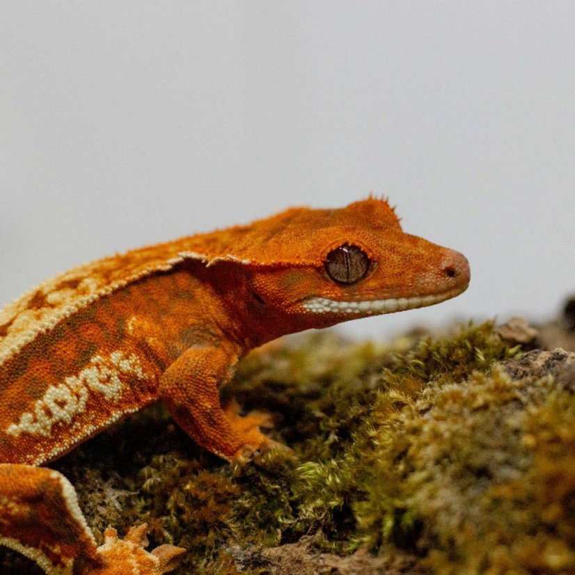 CAPPUCINO - Pagekón řasnatý - XP258 (Correlophus ciliatus, samička)