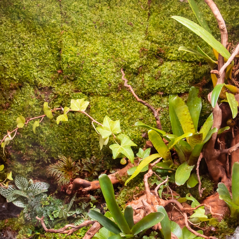 Přírodní mech 35×28 cm - Shadow Forest Moss