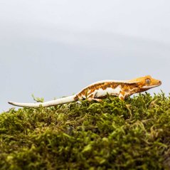 Lilly White - Pagekon řasnatý - XP230 (Correlophus ciliatus, samička)