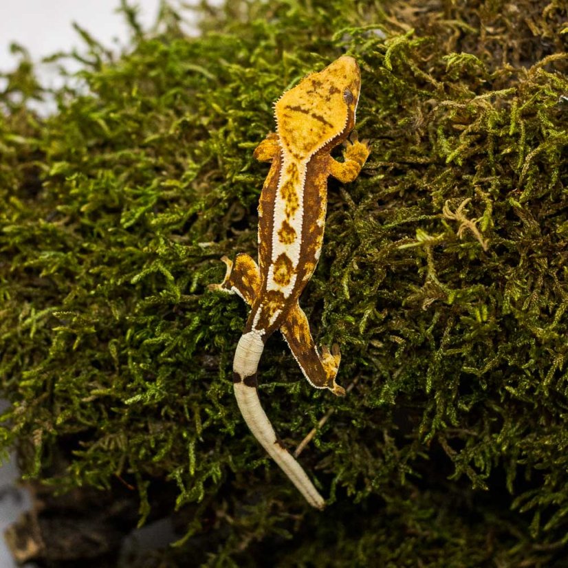 Pagekón riasnatý - XP234 (Correlophus ciliatus, samička)