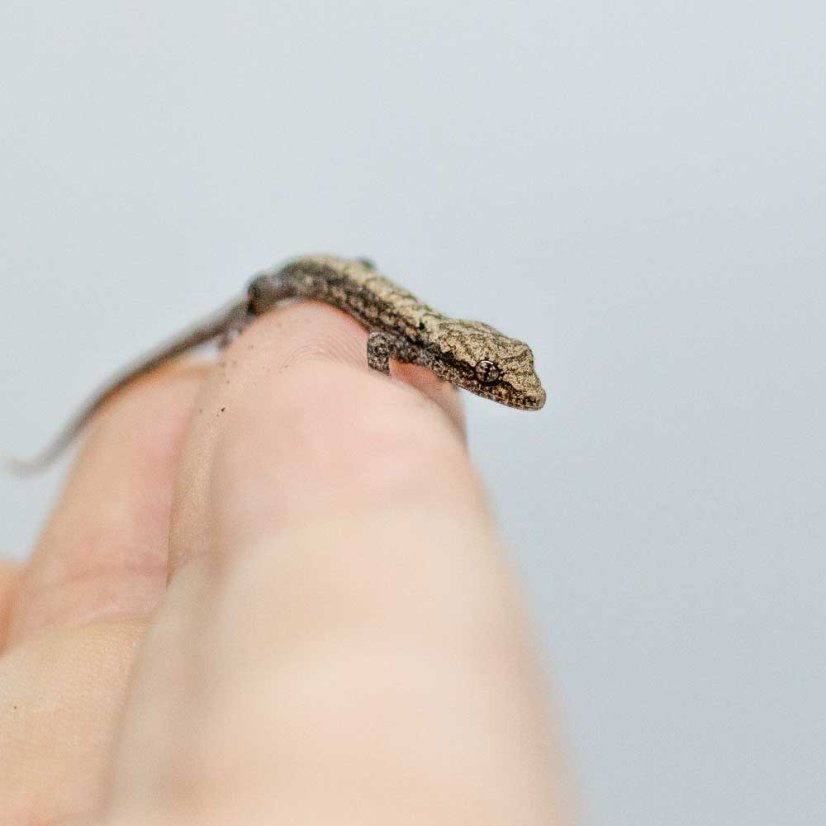 Skupina 5ks - Gekony panenské - P001 (Lepidodactylus lugubris)