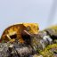 Pagekón riasnatý - XP113 (Correlophus ciliatus, samček)