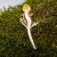 Lilly White - Pagekón riasnatý - XP228 (Correlophus ciliatus, samička)