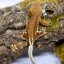 Pagekón riasnatý - XP105 (Correlophus ciliatus, samček)