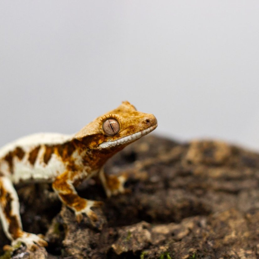 Pagekón riasnatý - XP101 (Correlophus ciliatus, samček)