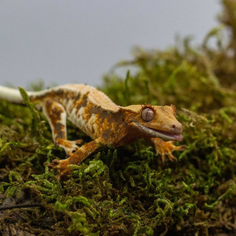 Pagekon řasnatý - XP244 (Correlophus ciliatus, sameček)