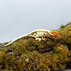 FRAPPUCINO - Pagekón řasnatý - XP239 (Correlophus ciliatus, samička)
